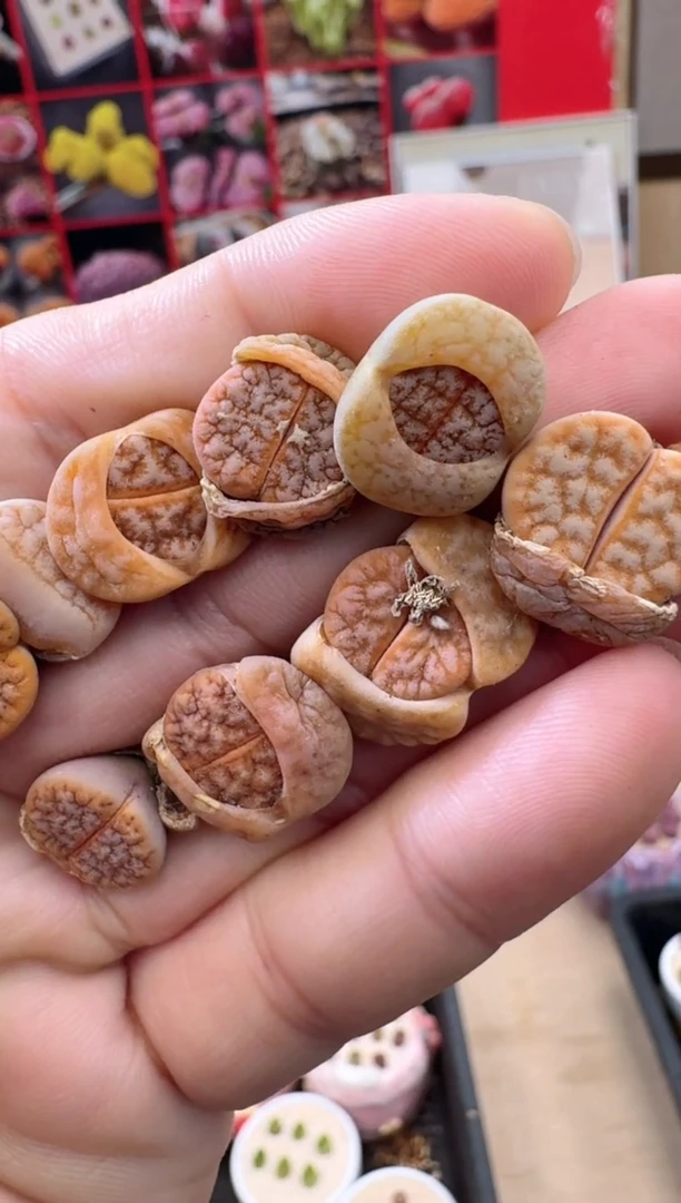 【闪购商品】26-13山脉拿铁一颗