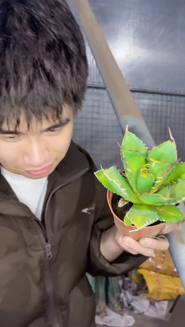 【闪购商品】南霸王