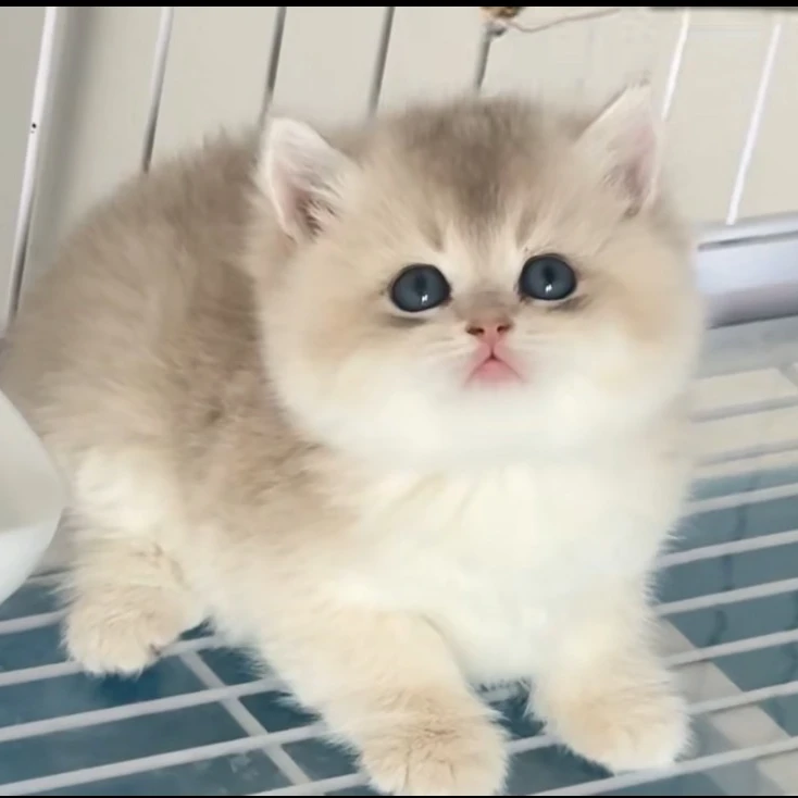 （鑫心宠物）宠物活体全款链接