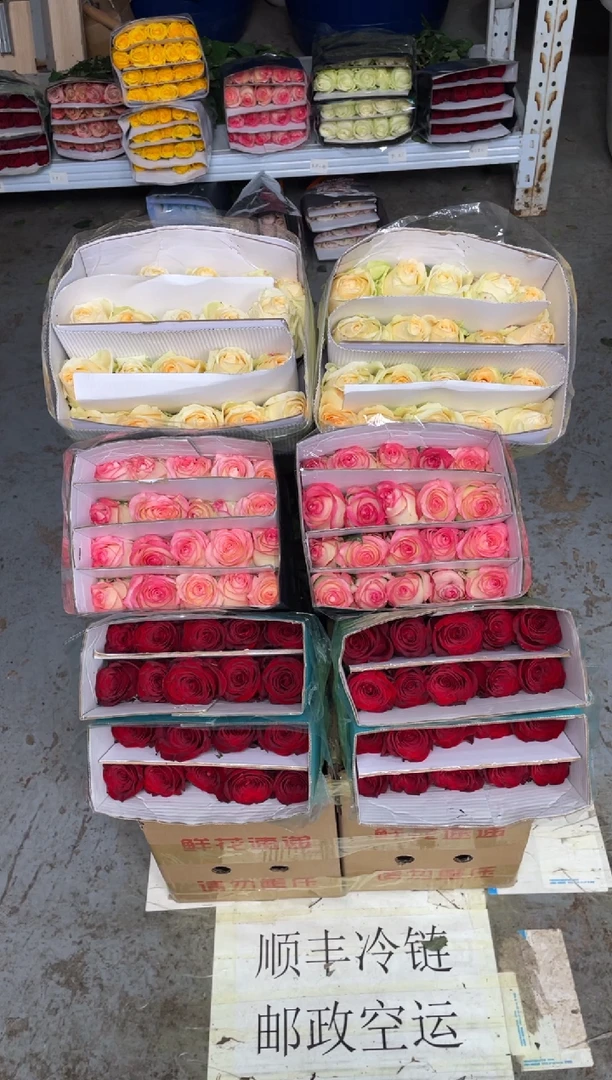 高原红20枝+艾沙20枝+香槟20枝