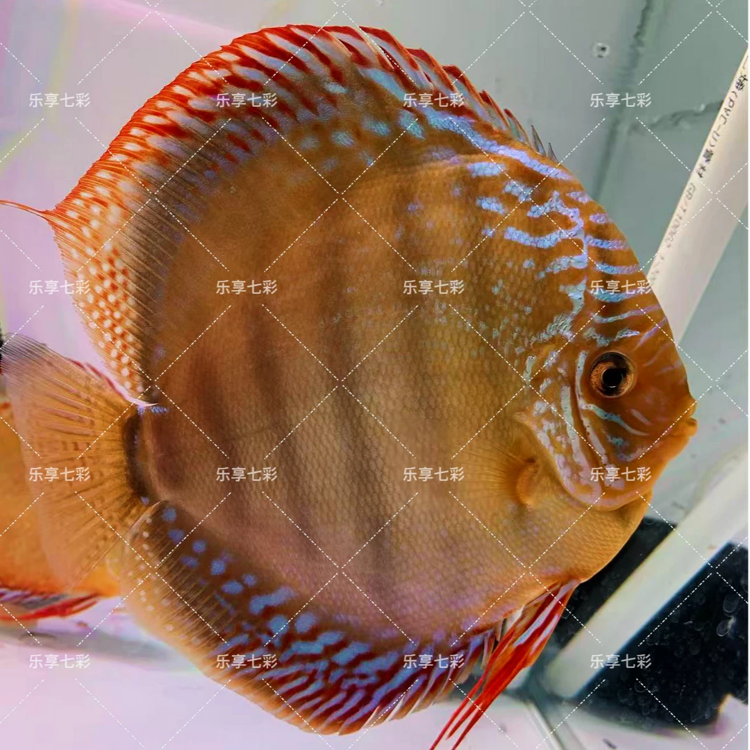 【酷睿皮亚】七彩神仙鱼热带鱼观赏鱼酷睿皮亚