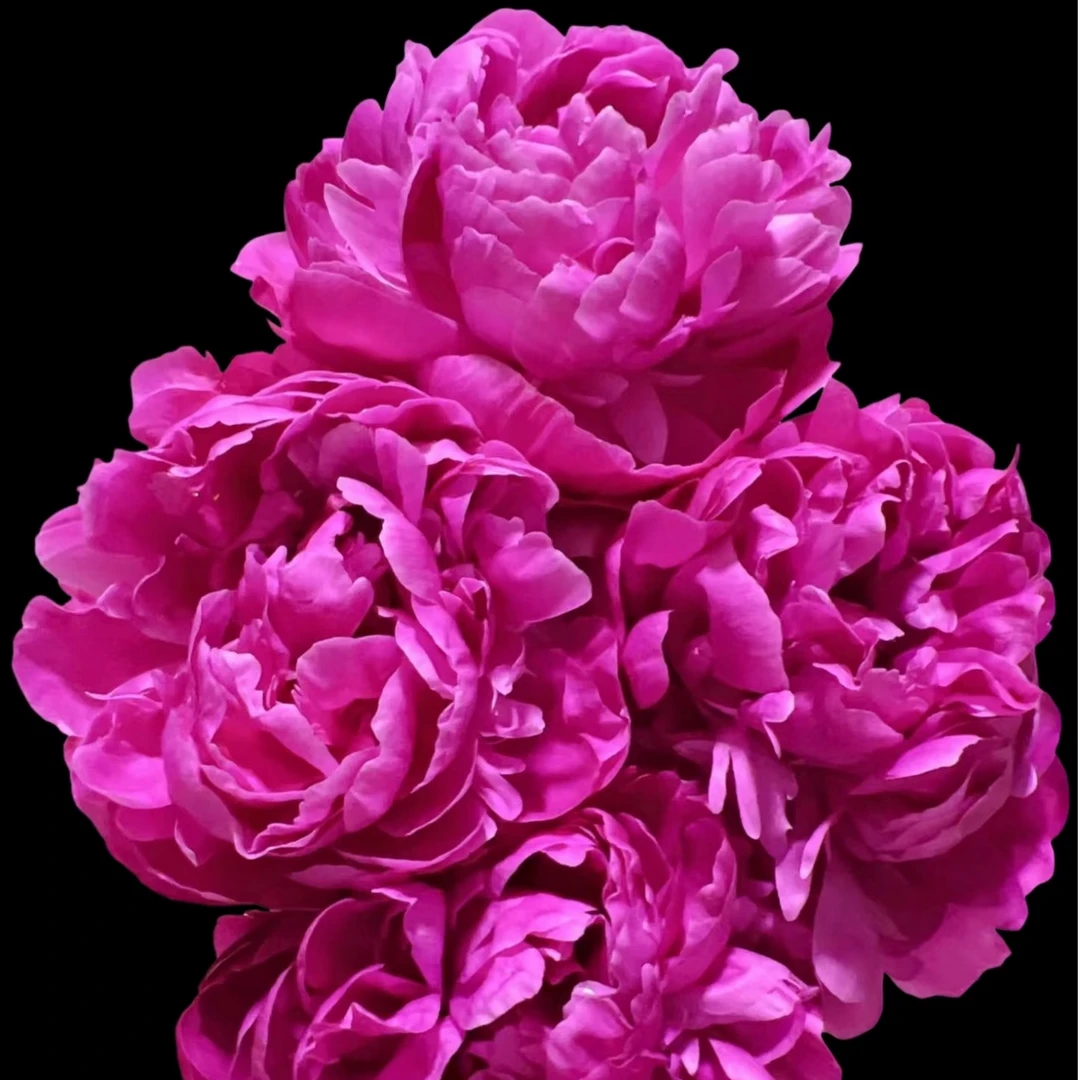 【红莎拉】 芍药种苗