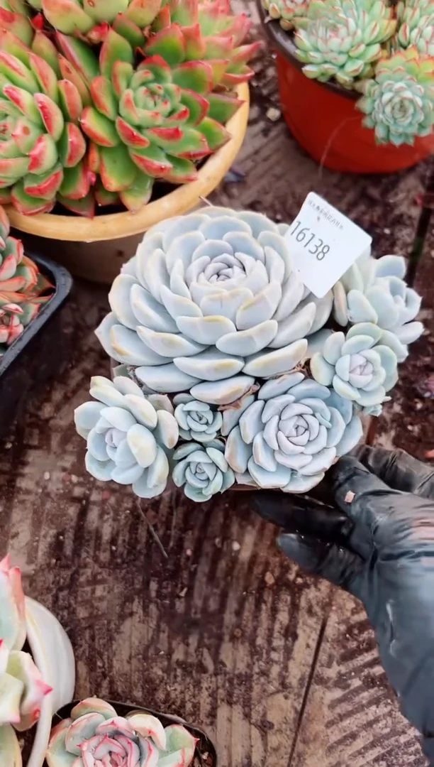 兰*阿迷洲多肉花16138