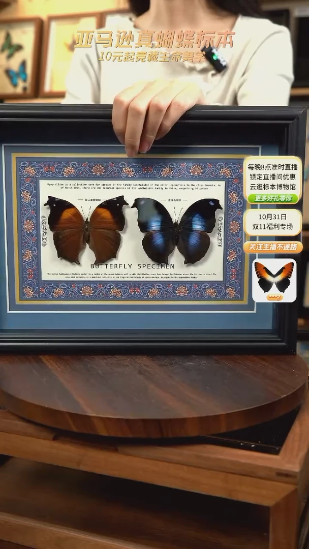 S***陆仙人掌蛱蝶+枯叶蝶标本摆件