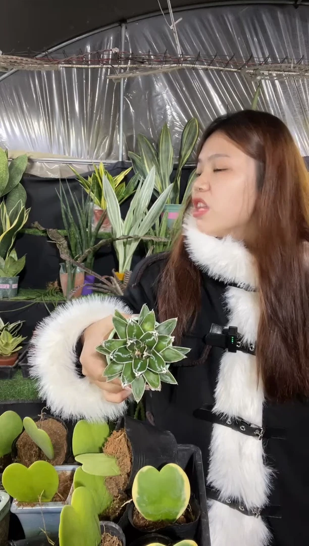 【闪购商品】世之雪6.6带盆