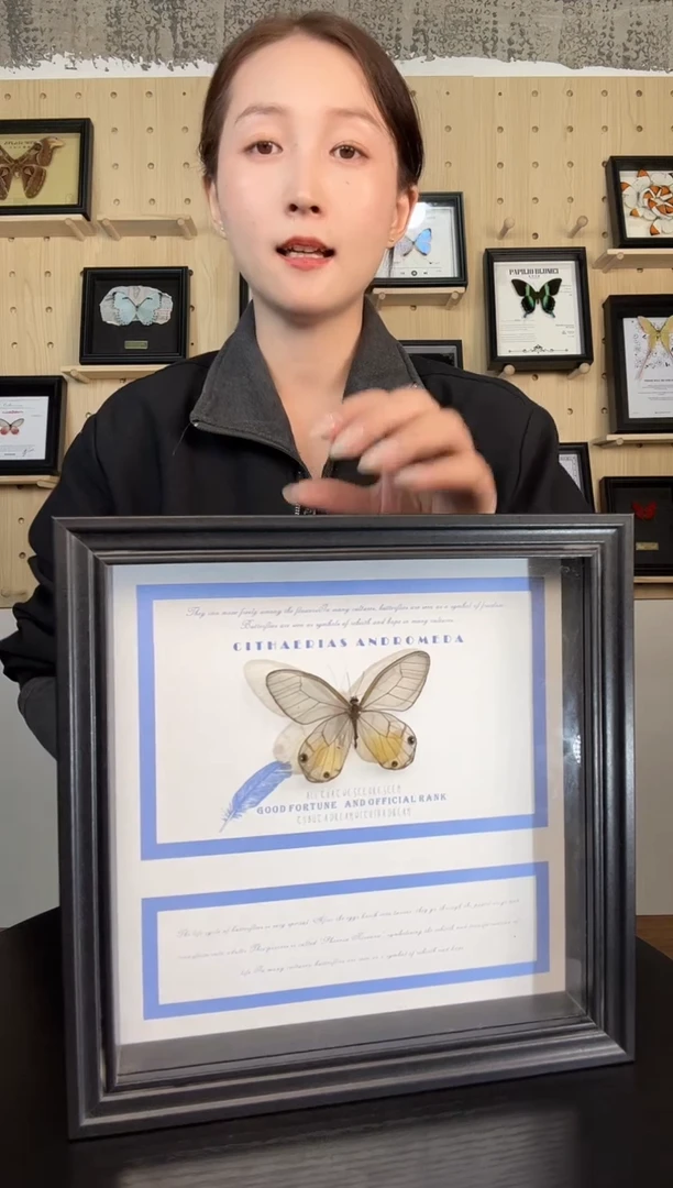 黄金绡眼蝶（蝴蝶装饰画8寸框）