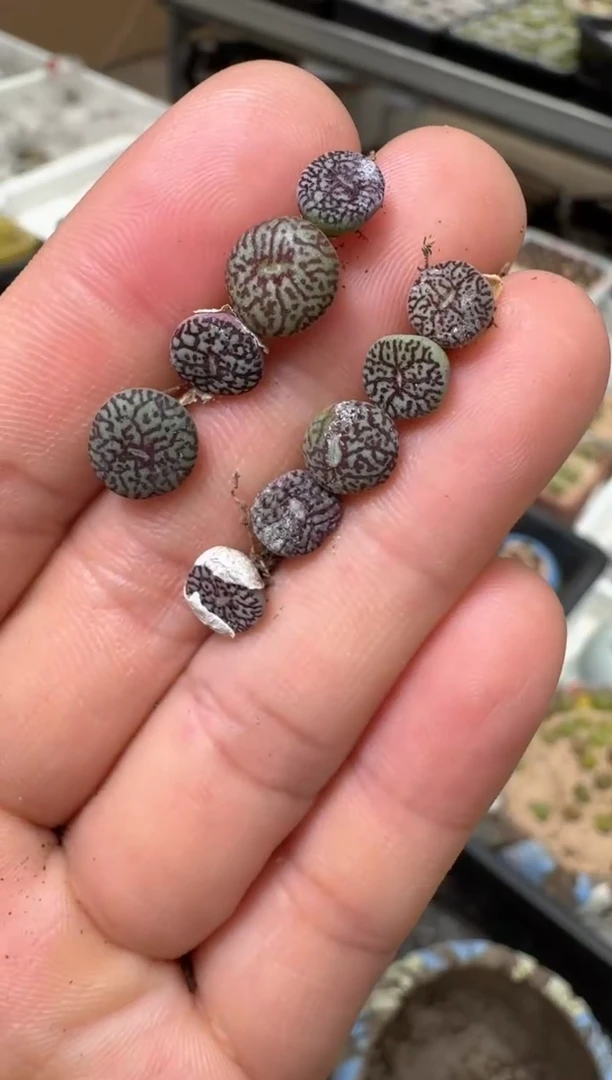 24多肉植物肉锥一颗