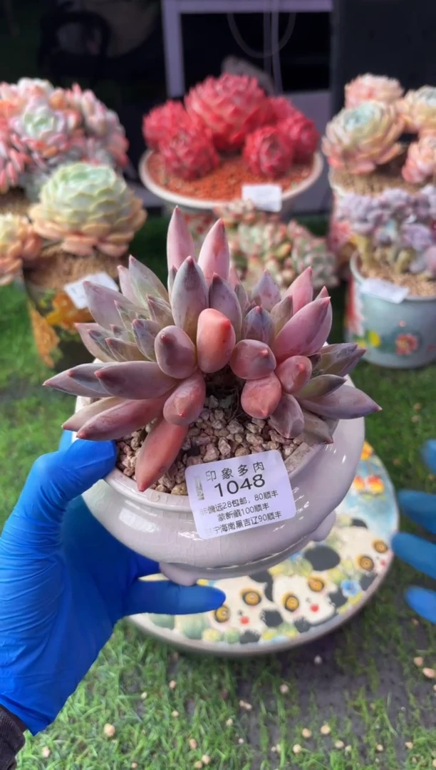 昆明印象多肉1048