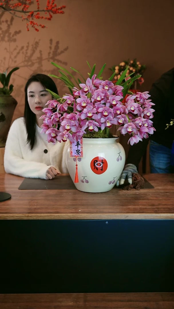 【闪购商品】盆景小粉拱兰 财