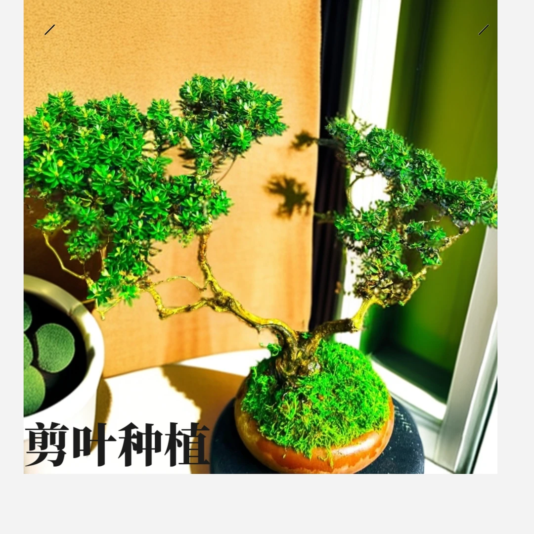 杜鹃米叶檀香味香水杜鹃