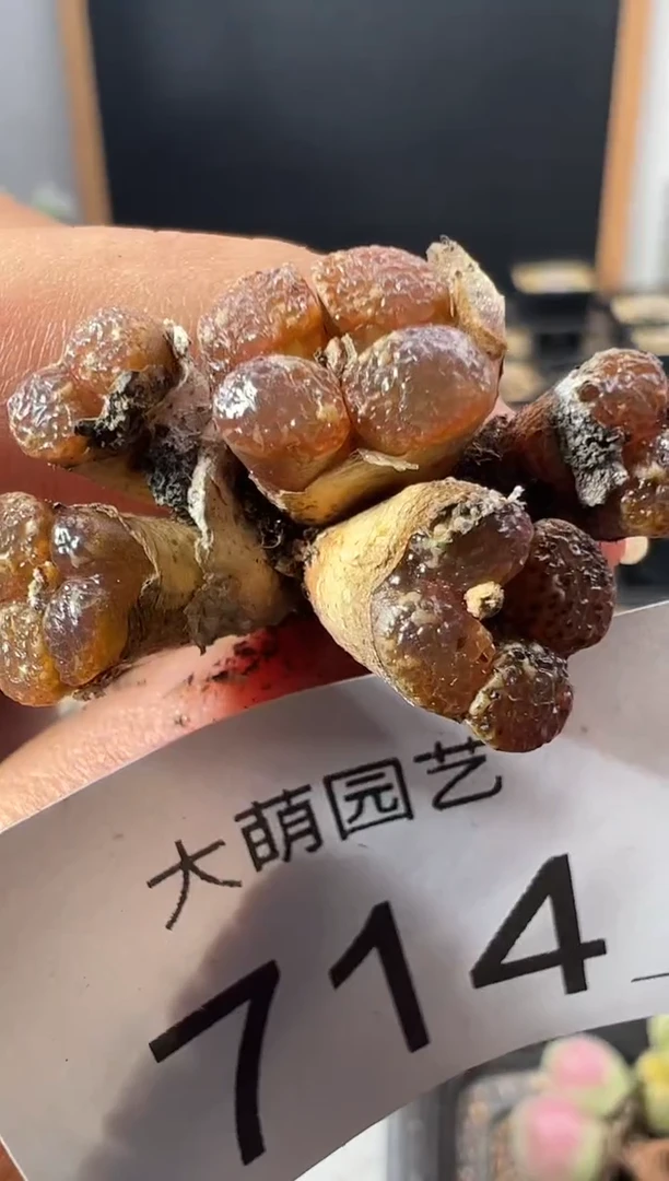 一物一拍         714
