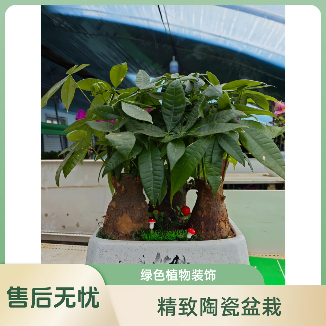 发财树大盆栽办公室内开业送礼盆景绿植 三杆发财树(长方形山水)