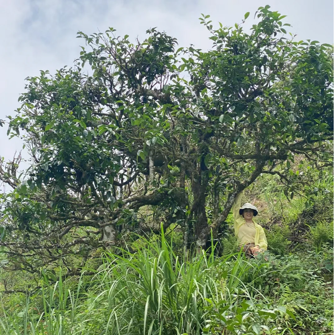 【90年代绿印】 357克 普洱茶 生茶饼茶