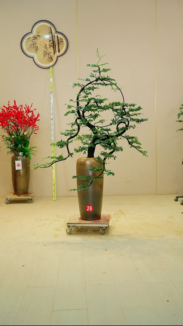 以实际为准箐*【广东小叶紫檀】落地高端盆景绿植四季常青常绿