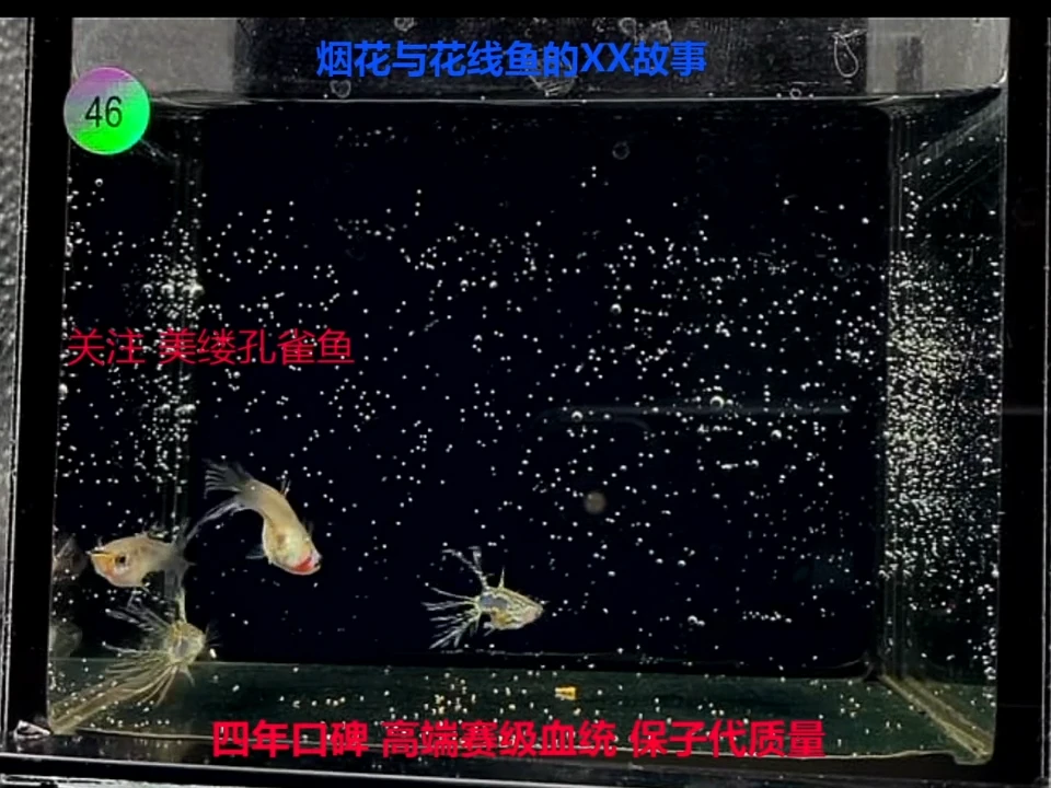 孔雀鱼黑金蕾丝冠微小精品幼鱼福利2对