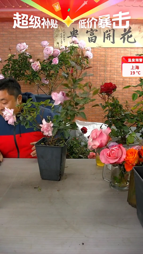 当前无花朵，栽培后可花朵幻紫
