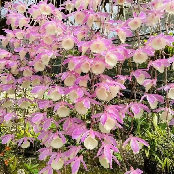 天宫苗2~3斤（小妹）