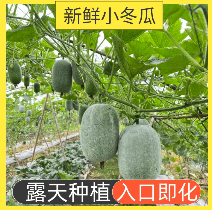 迷你小冬瓜米冬瓜农家种植毛东瓜新鲜采摘挂霜冬瓜