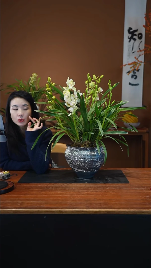 无花朵白玉香兰盆景盆景盆景