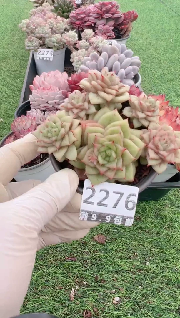 【闪购商品】信福多肉一物一拍