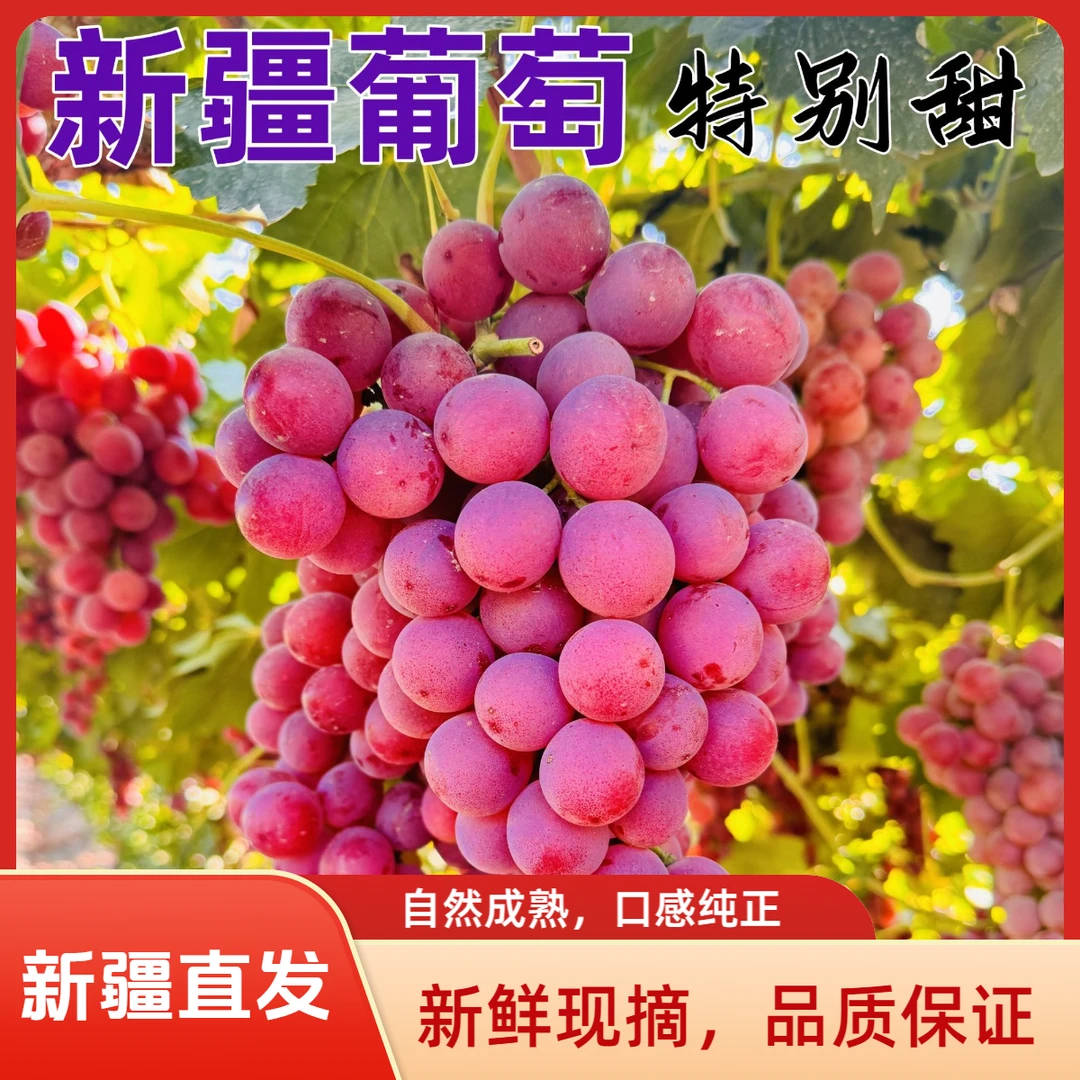 【A新疆空运直发】新疆吐鲁番正宗中国红葡萄脆甜多汁现摘现发