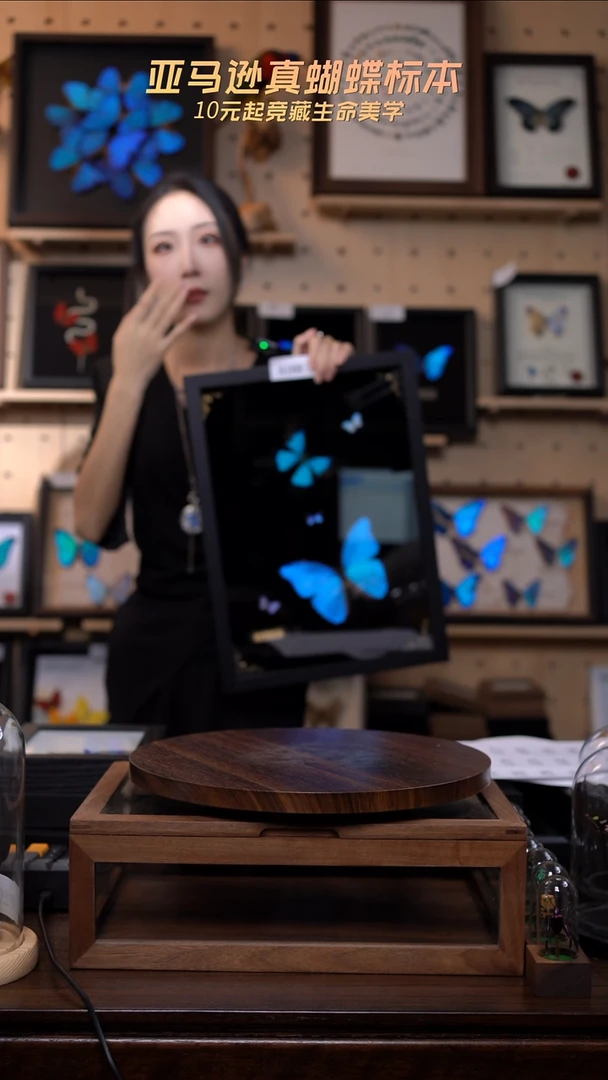 蝴蝶标本摆件竞拍A168