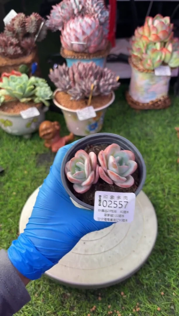 昆明印象多肉02557