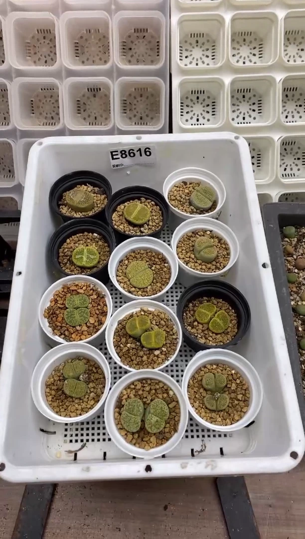 8616直播间一物一拍