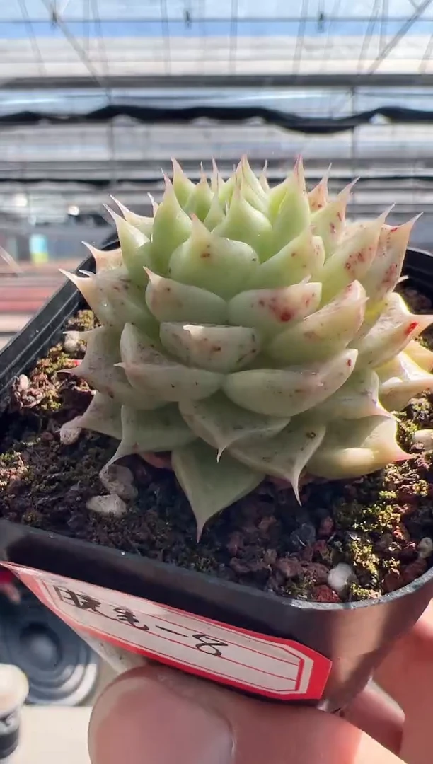 【闪购商品】东云多肉睫毛精-8