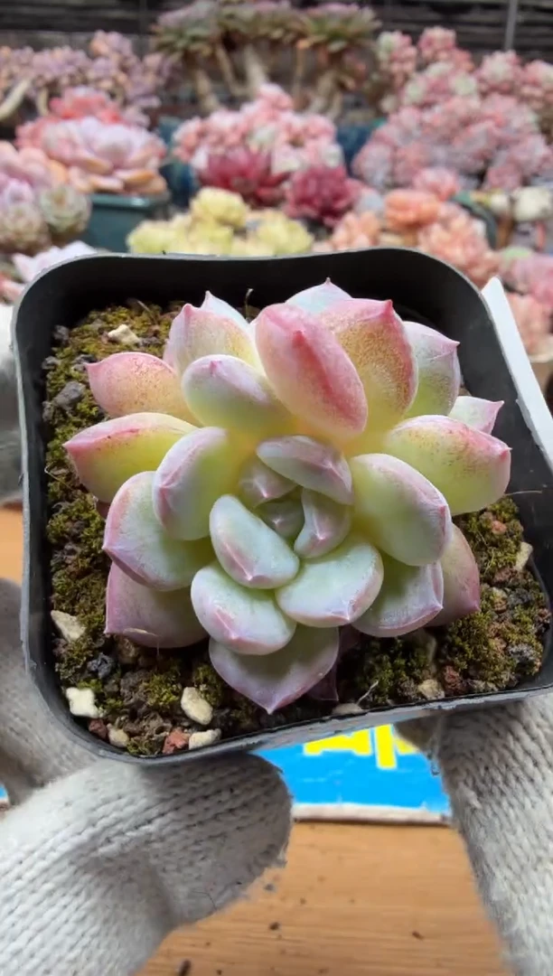 东云多肉园三店-67