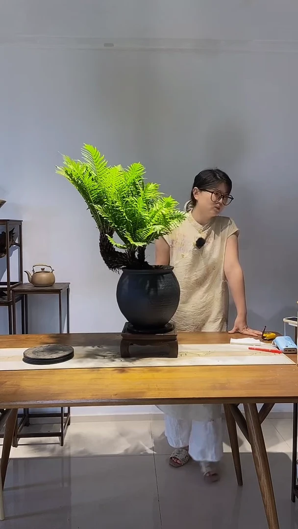 无花朵三头老桩富贵蕨四季常青室内绿植配景德镇陶瓷