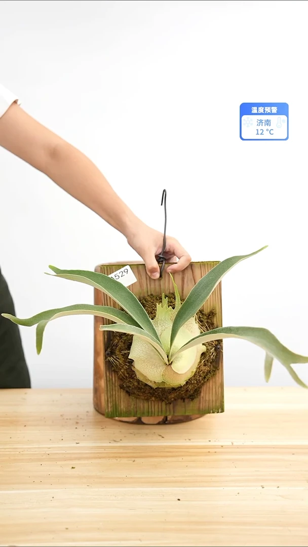 完全开放a529橘牌AR孢子苗