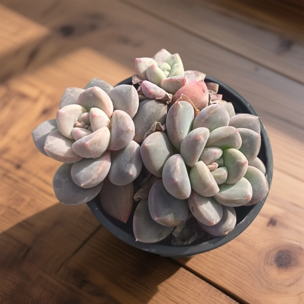 【精品香玉】(拼满15元包邮)室内盆栽净化绿植盆栽大棚多肉