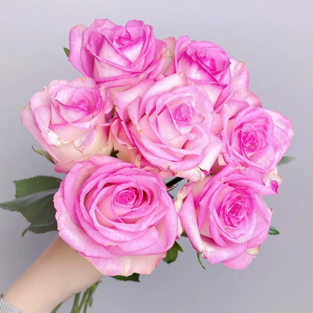 【禾韵山东】妆点玫瑰 自有基地山东鲜花批发直播顺丰包邮次日达