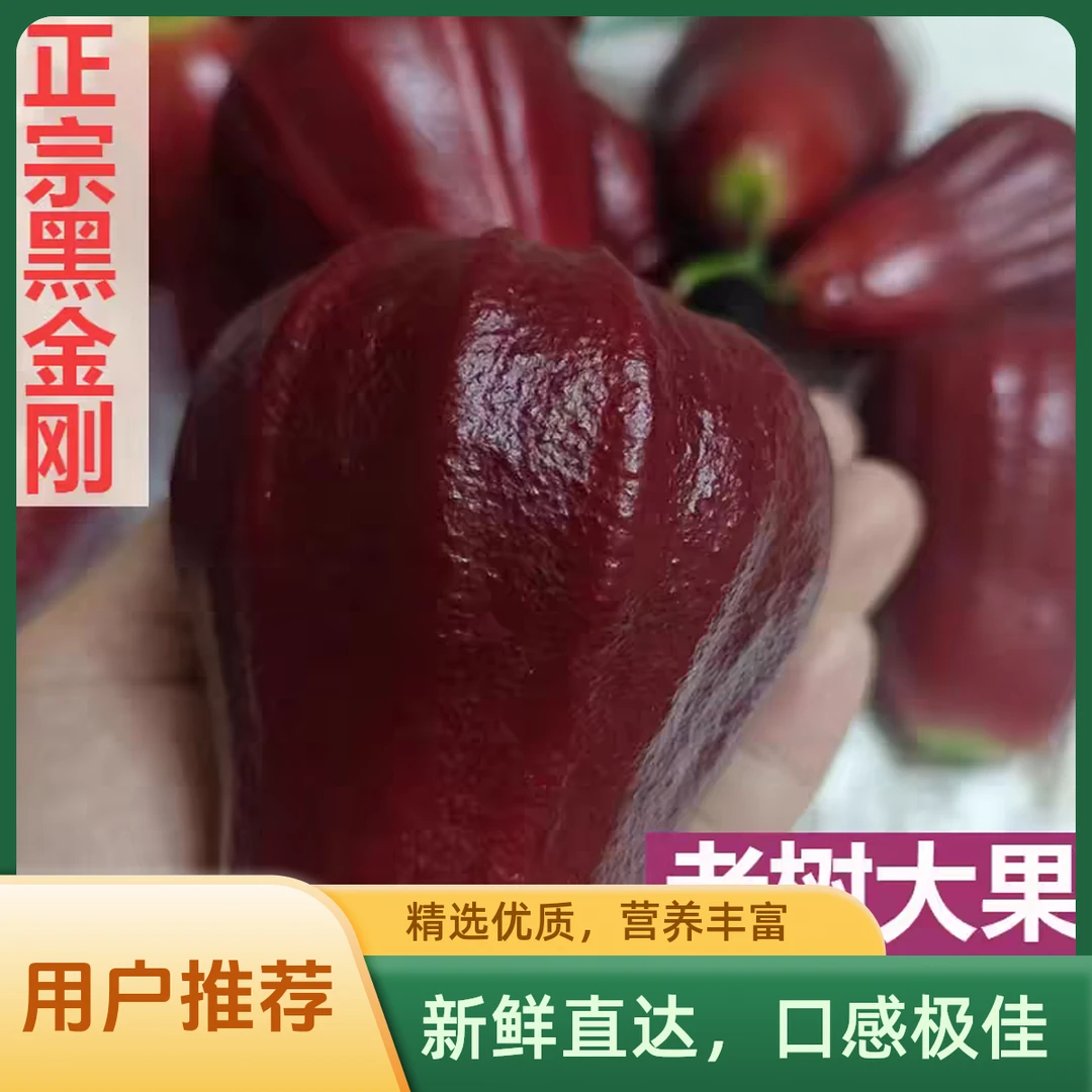 顺丰次日达黑金刚莲雾果新鲜孕妇水果礼盒海南三亚莲雾脆甜1斤装黑金刚莲雾福建省