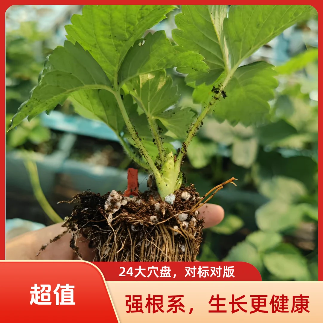 草莓辣椒草鱼秋季生产苗，24穴盘，对版草莓苗草莓苗盆栽