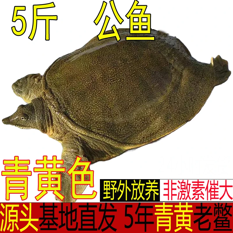 5斤1只 青黄公甲鱼【收到死了包赔】 生态外塘鲜活大甲鱼批发老鳖