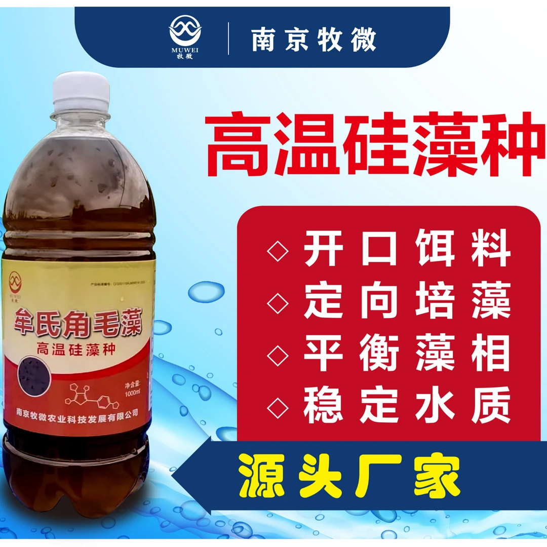 角毛藻 优质饵料 高温硅藻种 定向培藻 稳水 厂家直发 包邮 1箱装
