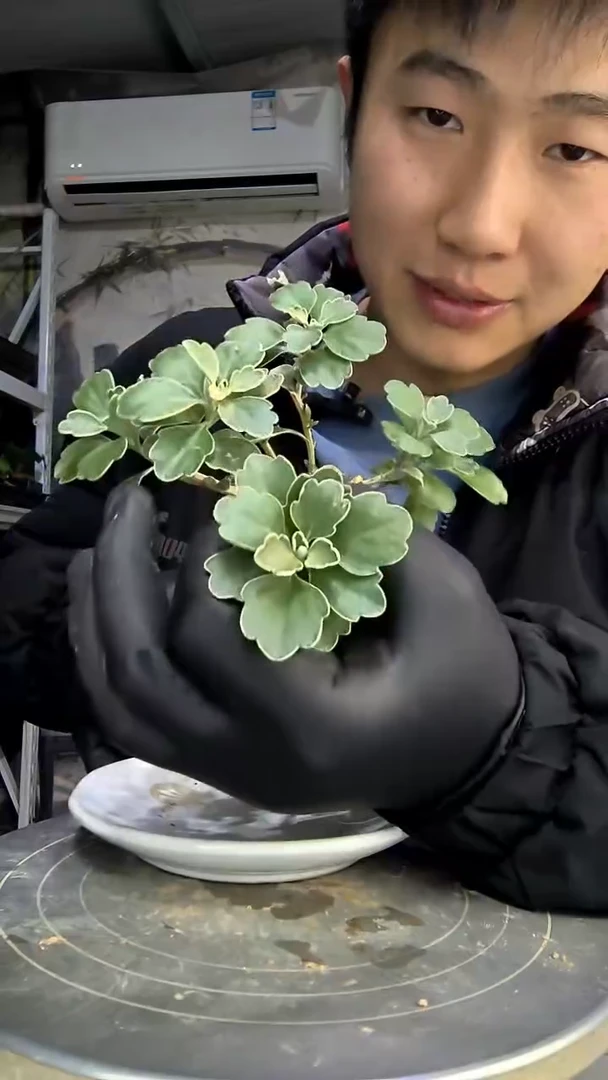 远***来中青园艺一物一拍花294