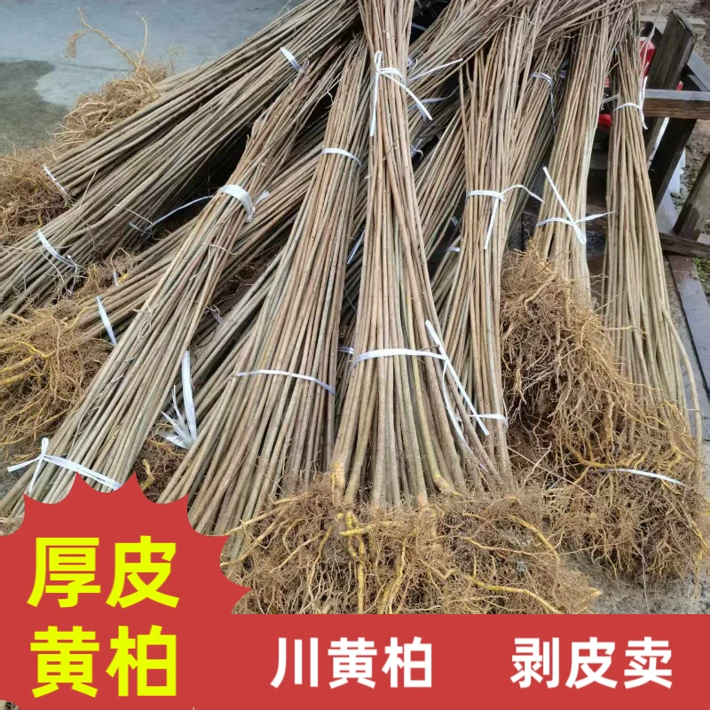 川黄柏苗现挖现发基地直销