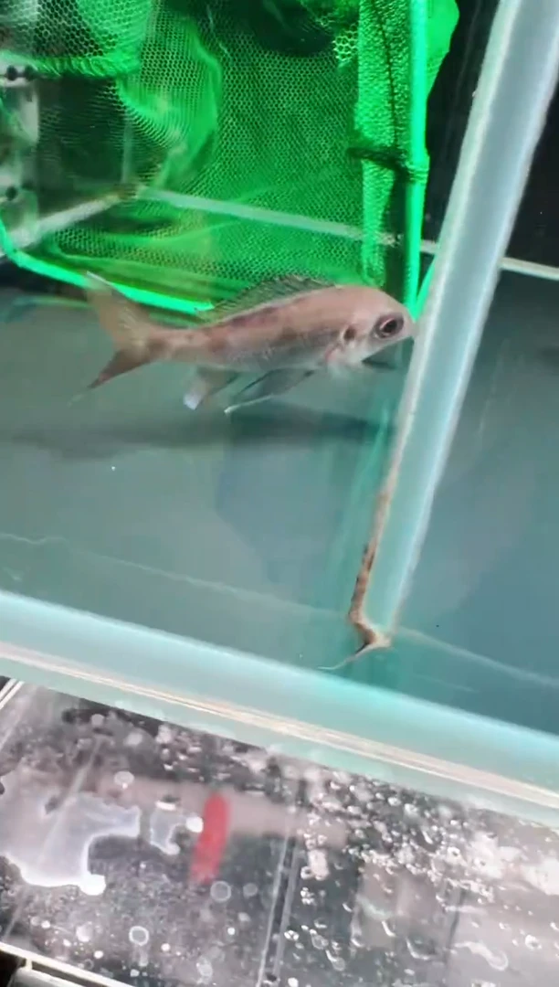 慈鲷鱼蓝帝提灯7-9cm一条