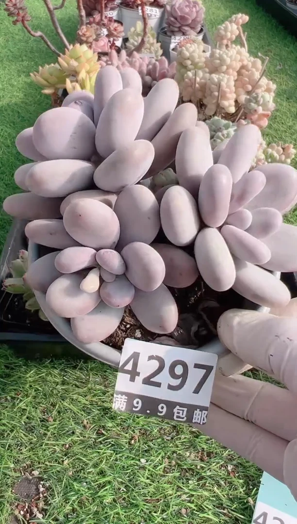 【闪购商品】信福多肉一物一拍