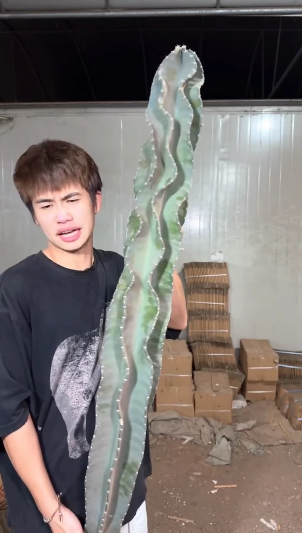 高80-100cm 秘鲁苹果【无根】