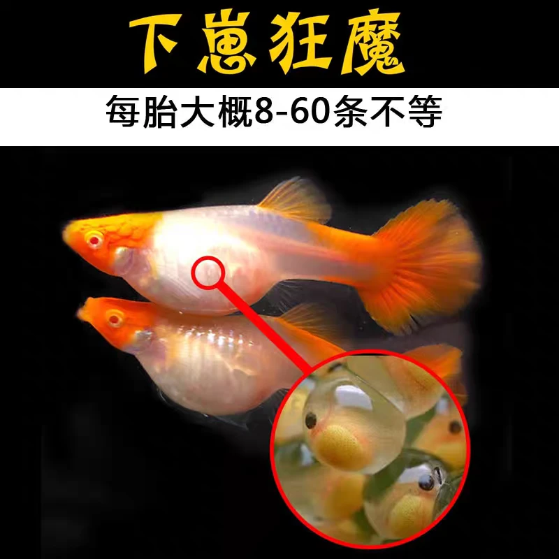 【生崽母鱼】4条+4条备损随机品种孔雀鱼15-20天左右生崽小型观赏鱼