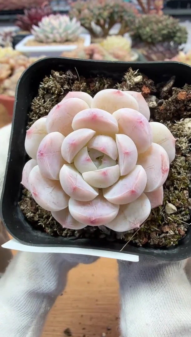 东云多肉园二店-73