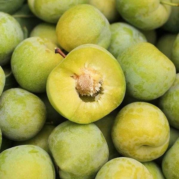 蜂糖李29.99元一斤