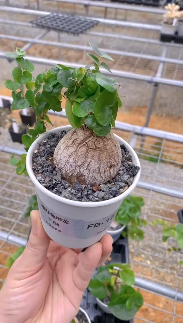 【闪购商品】南非龟甲龙FB-1371