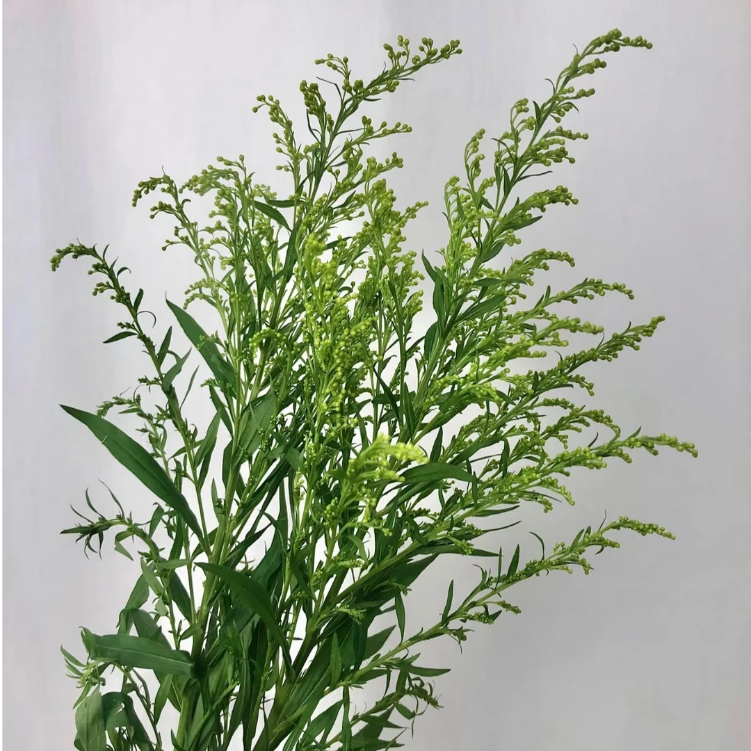 【黄莺1扎】全场鲜花任意满两单升级冷链加配草 三单送花瓶