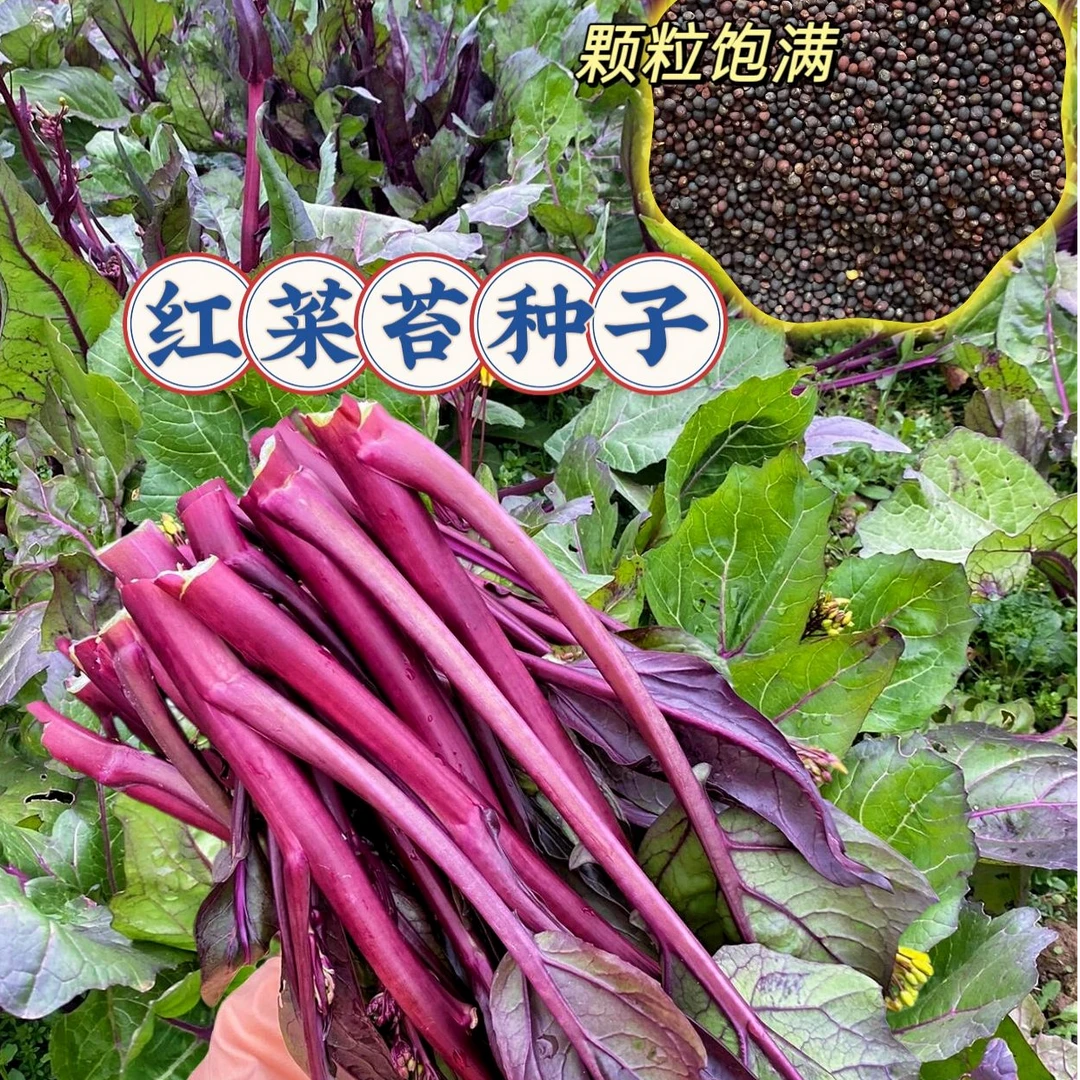 红菜苔种子正宗红菜苔种子高产多芽菜种大全蔬菜豌豆尖种子菜种子