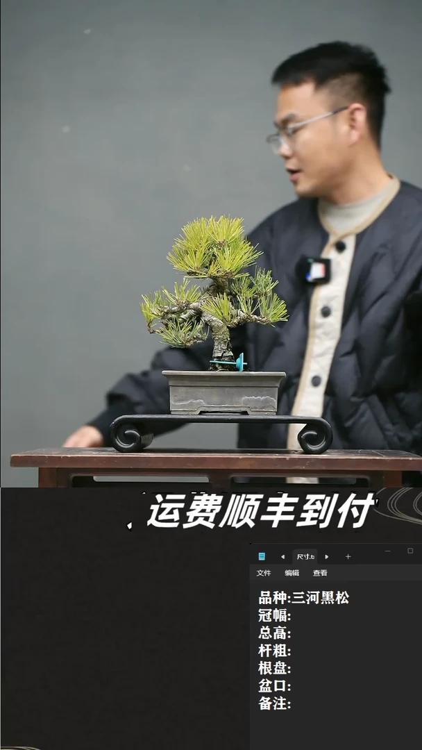 【闪购商品】18 三河黑松